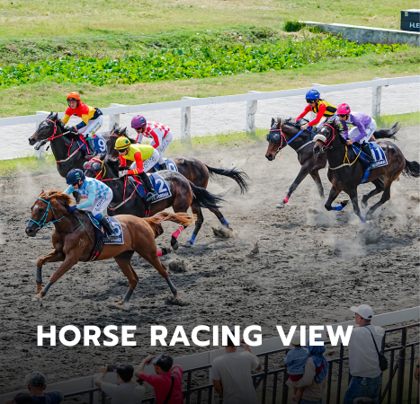 TRIBUNE - Horse Racing View